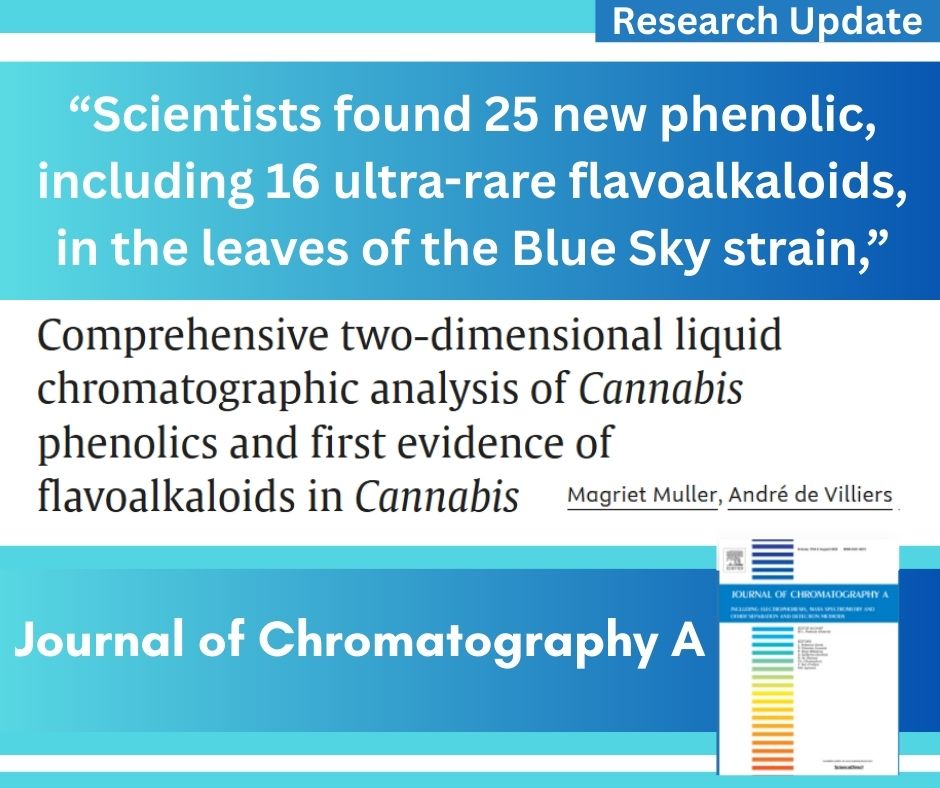 Hidden Phenolics in Cannabis Leaves