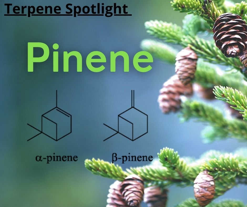 Pinene Terpene Spotlight